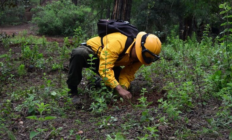 Reforestan bosques de Morelia