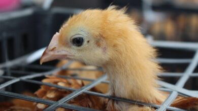 Entrega de gallinas de traspatio en Morelia
