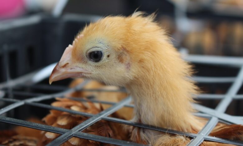 Entrega de gallinas de traspatio en Morelia
