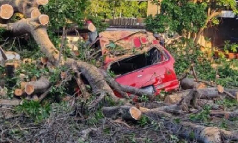 Caída árbol en Apatzingán