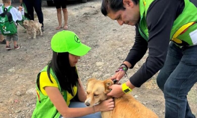 Bienestar animal en Michoacán