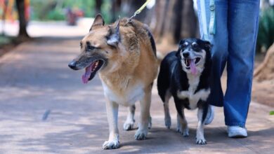 Dos perros durante un paseo