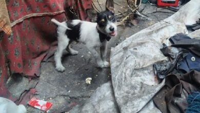 Un perro rescatado durante el cateo en Apatzingán