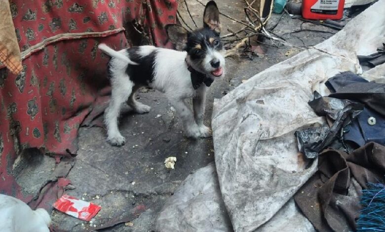 Un perro rescatado durante el cateo en Apatzingán