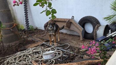 Rescate de perro maltratado