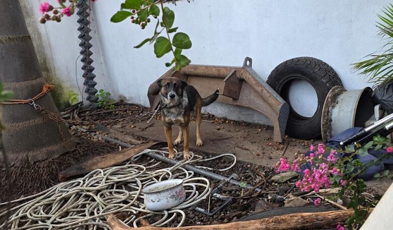 Rescate de perro maltratado
