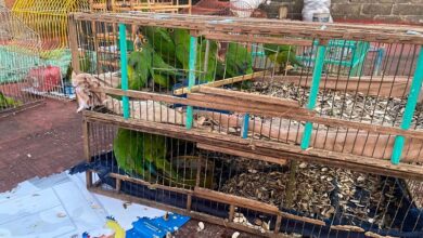 Rescate de aves silvestres