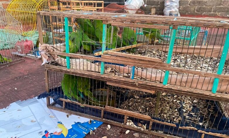 Rescate de aves silvestres