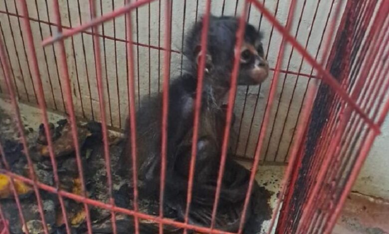 Rescate de mono araña