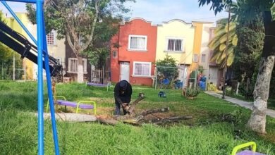 Mantenimiento de áreas verdes